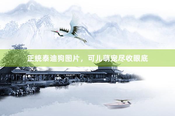 正统泰迪狗图片，可儿萌宠尽收眼底